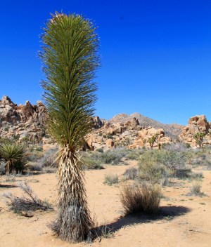 Tämä näyttäisi olevan korkeaksi venähtänyt jukka. 