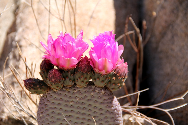 kaktuksen pinkit kukat