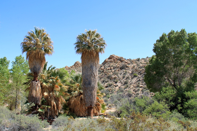 Lost Palms Oasis ihan kansallispuiston eteläsisäänkäynnin lähellä. 