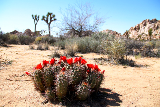 kukkiva kaktuspensas