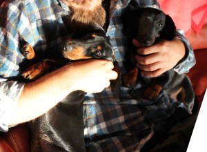 Toisena päivänä jaksoin mennä morjenstamaan näitä ihania mäyräkoiria vanhempieni tuttaville. 