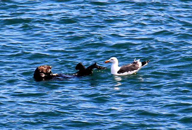Merisaukko ja lokki. 
