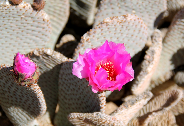 Pinkki kaktuksen kukka. 