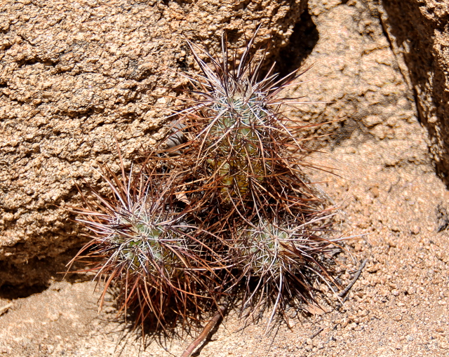 pitkäpiikkiset kaktukset