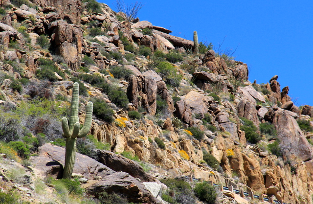 Vielä tuli joitain saguarokaktuksia vastaan. 