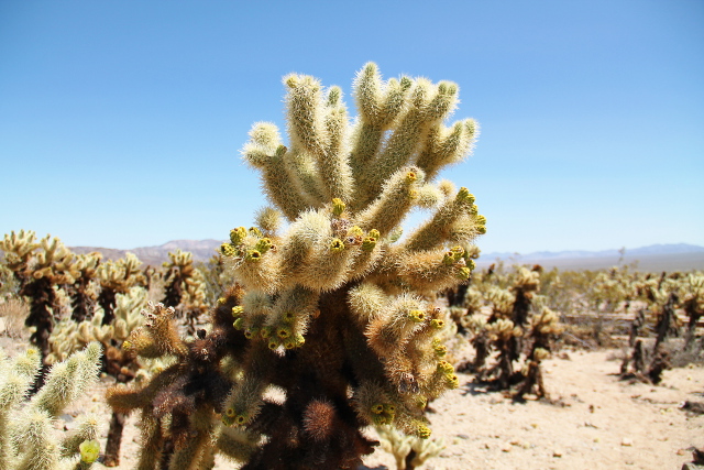 Teddybear cholla -kaktus. 