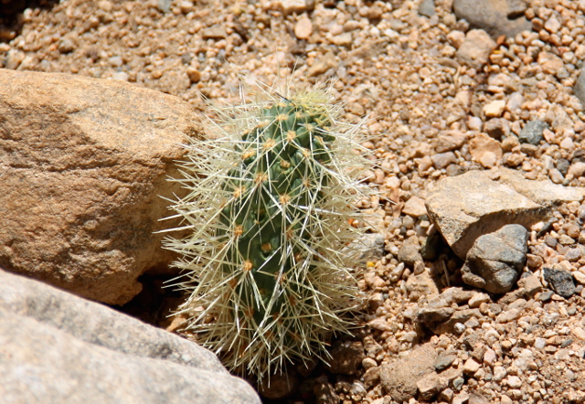 Teddybear cholla leviää maahan pudonneista kaktuspalloista, jotka lähtevät kasvamaan. 