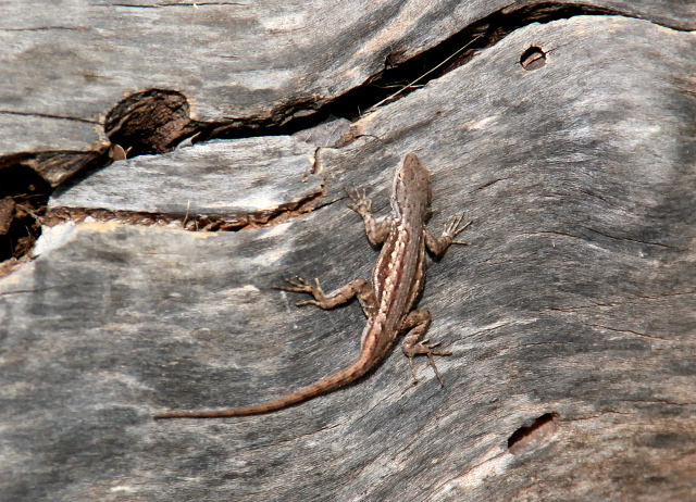 Lisko Montezuma Castlella. 