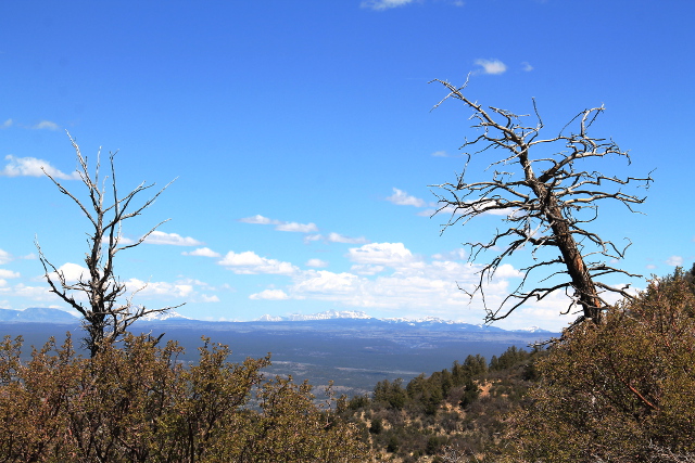 käppyräpuut ja kalliovuoret