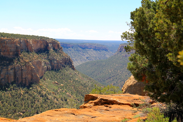 Rotkoja pöytävuorella. 