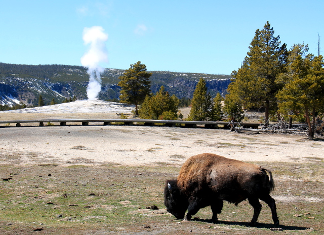 Biisoni ja geysiri. Parhaita näkymiä oli kun nämä tummat puhvelit matelivat höyryävissä maisemissa. 