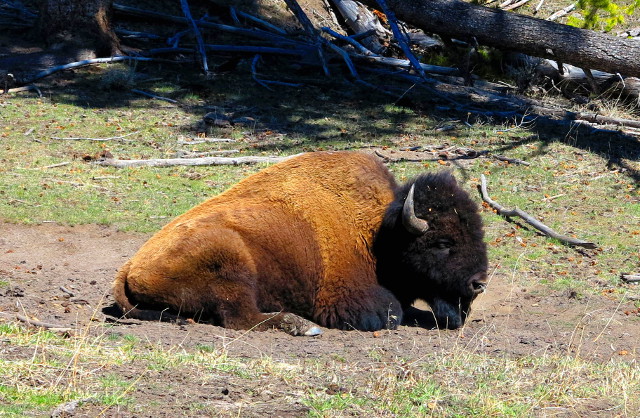Biisonit ovat kuin suoraan satukirjan pahiksia. 