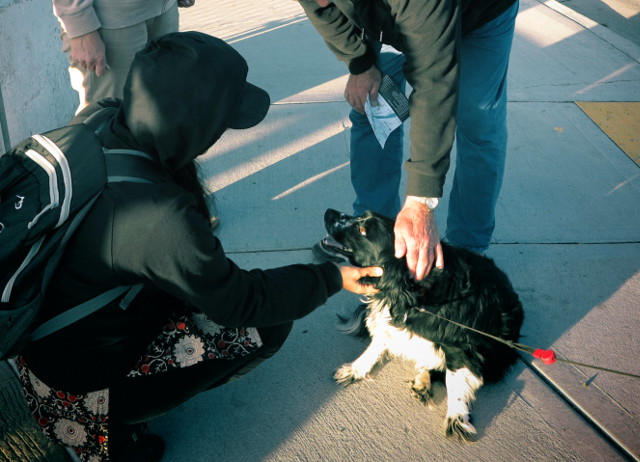 Rapsutimme kolmejalkaista vastaan tullutta rescuekoiraa. 