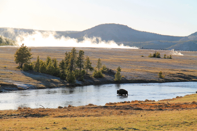 Biisoni ylittää jokea illan tullen. 