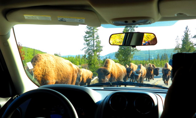 Biisonilauma tiellä. 