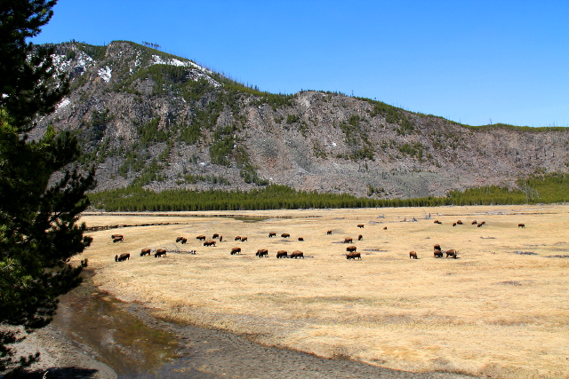 Biisonit laitumella. 