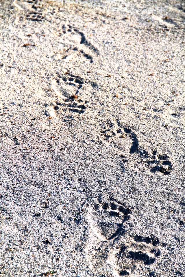 Karhun tassun jäljet. 