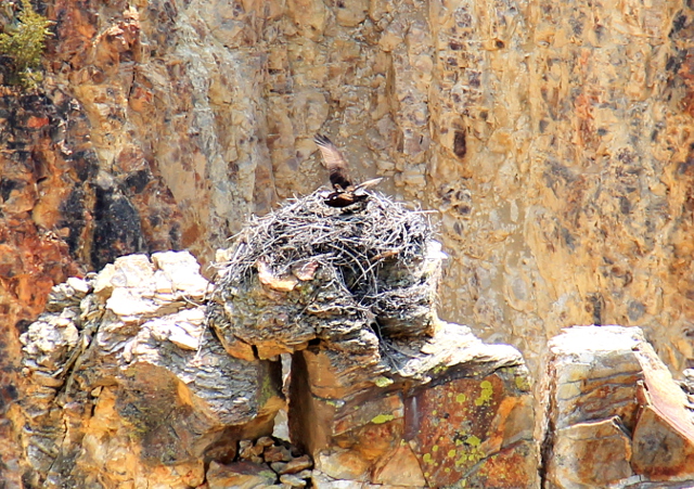 Sääksen pesä kanjonin keskellä. 