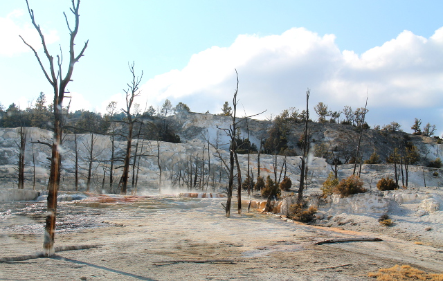 Kuivia puita. Kuumat lähteet vaihtavat joskus paikkaansa ja näköjään puut jäävät sinne kuolleina töröttämään. 