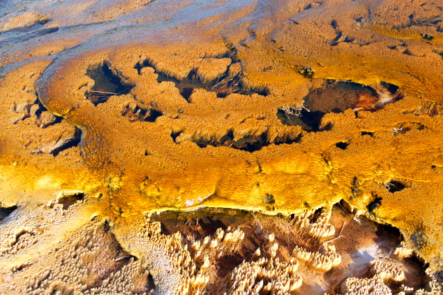 kuuman lähteen kasvustoa