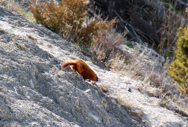 Murmeli Mammothin kuumilla lähteillä. Murmeli oli isompi olento kuin kuvittelin. 