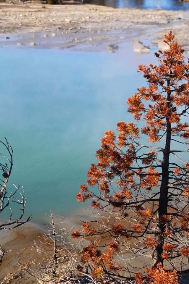 Jotkut kuuset näyttävät jotenkuten pärjäävän kuuumien lähteiden höyryissä. 