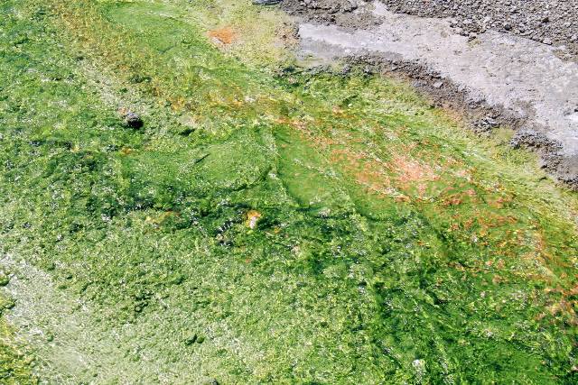 Vihreää pintaa Norrisilla. Tämä muun muassa näytti Norrisin kuumilla lähteillä erilaiselta ja jälkeenpäin luin että Norrisin kuumat lähteet olisivat happamia kun muuten Yellowstonen kuumat lähteet ovat lähinnä emäksisiä. Siitä pakosti johtuu erivärinen bakteeristo. 