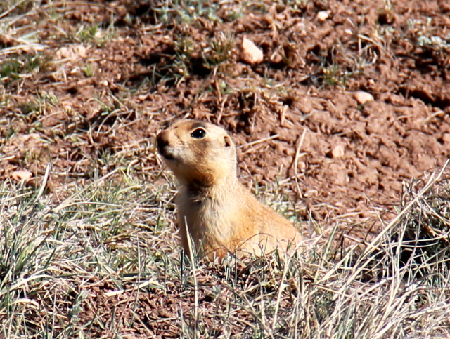 ihana preeriakoira_3