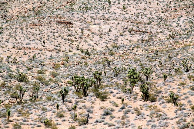 Arizonan aavikolla näkyi Joshua Treen kansallispuistosta tuttuja joosuanjukkapuita. 