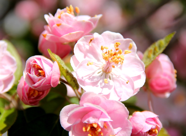 Kirsikankukkia motellimme pihassa huhtikuussa. 