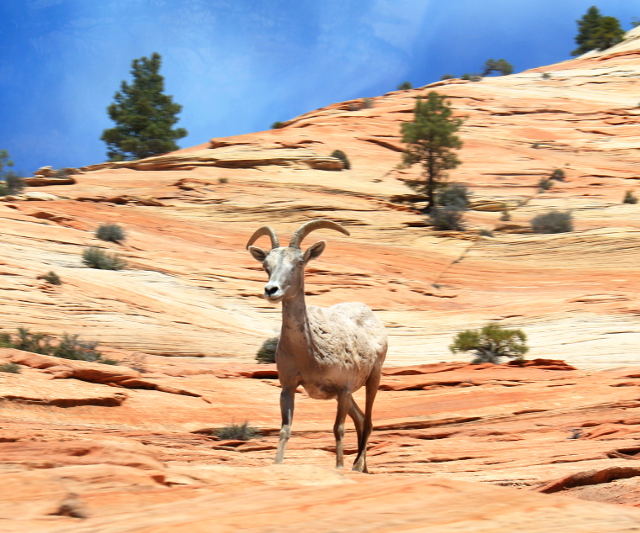 Paksusarvilammasnaaras ketteränä kallioilla. 