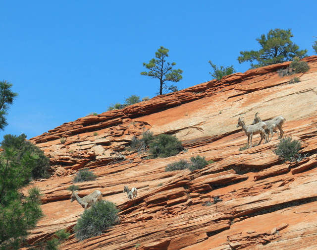 Kauriita, itse asiassa paksusarvilampaita. 