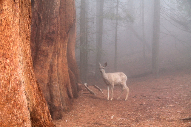 bambi sumuisessa maisemassa