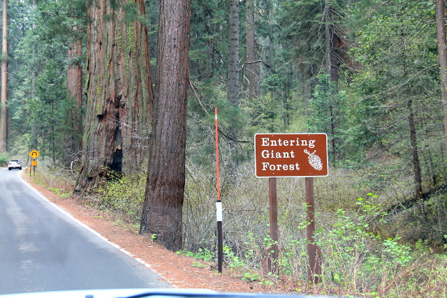 entering giant forest_14