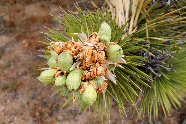Joosuanjukan hedelmiä. 