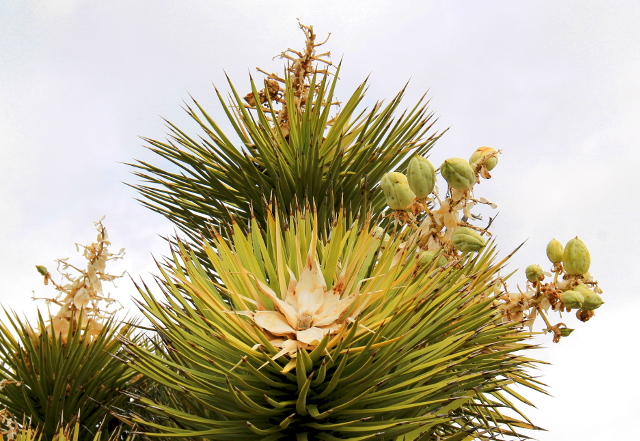 Joosuanjukan kukkaa ja hedelmiä. 