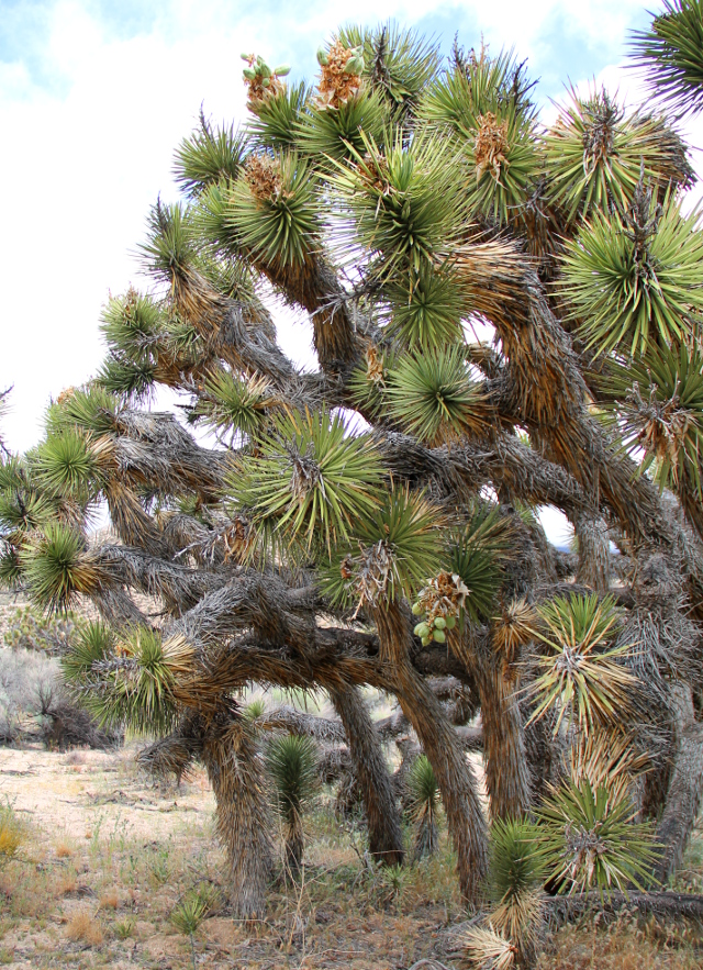 joosuanjukkaa pensaana_11