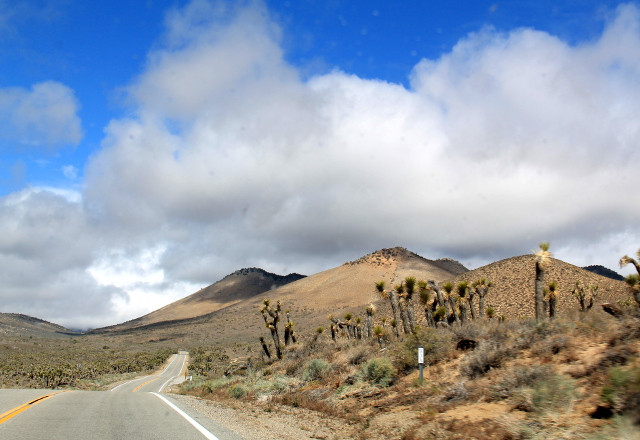 Yoshua Treen kansallispuistosta tuttuja joosuanjukkapuita tien varrella. Yoshua Tree on tuolta ehkä 300-400 km kaakkoon. 