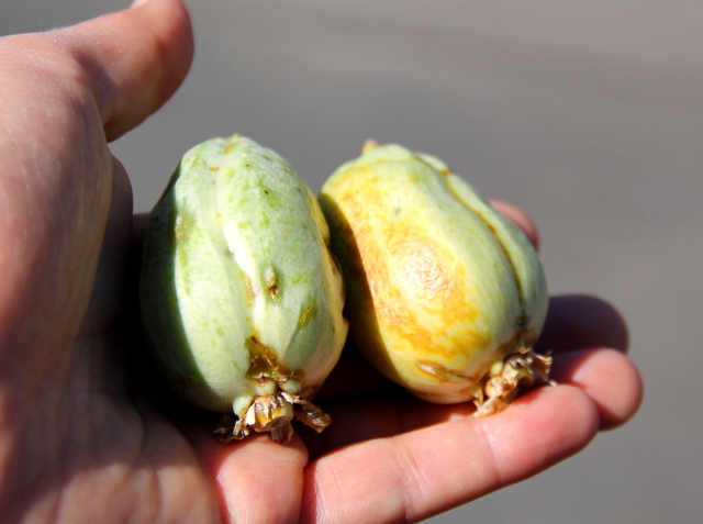 Näistä hedelmistä lähti joku jostain tuttu haju, mutta en tiedä mikä. 