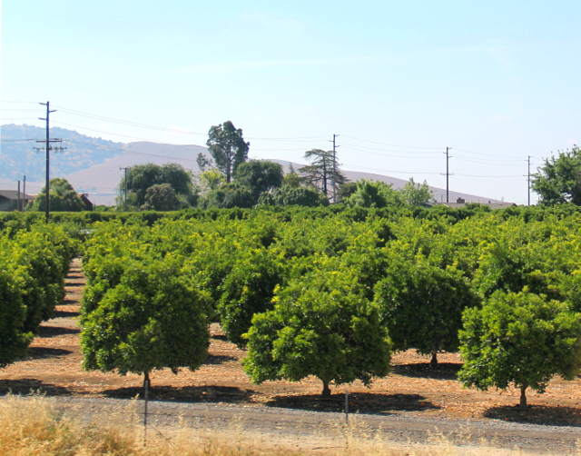 Appelsiinipuita Visaliassa. Sierra Nevadan länsipuolella vaikutti olevan Kalifornian viljelysmaat. 