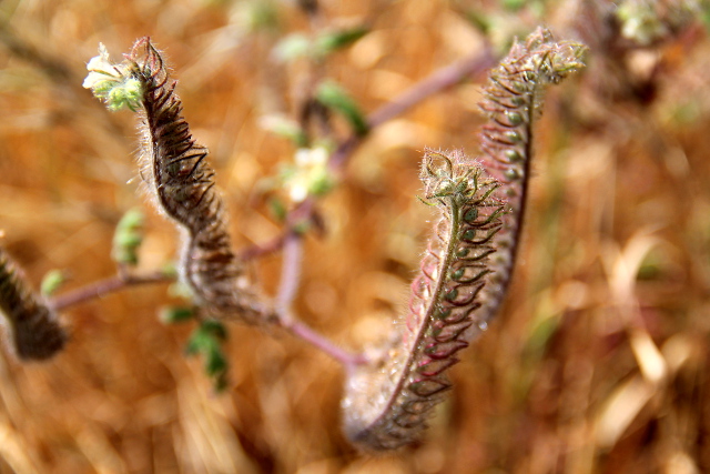 kasvi sierra nevadassa_4