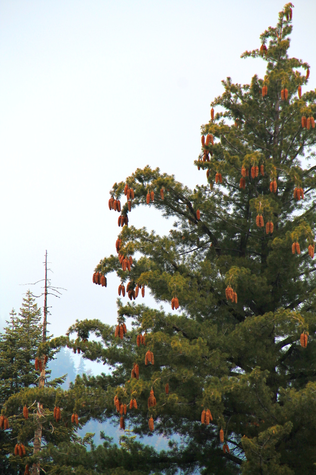 Kuusessa oli paljon käpyjä. 
