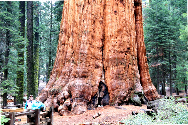 Maailman suurimman puun juuret. 