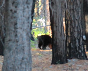 Mustakarhu ehti puiden taakse ennen kuin sain kuvia siitä. 