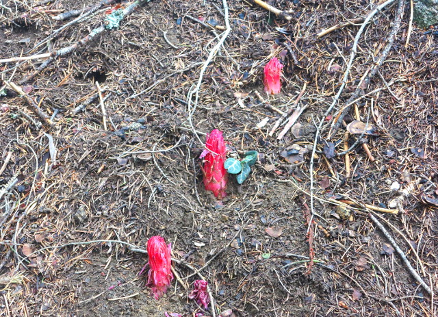 Kolme sarcode-kanervakasvin nuppua. 