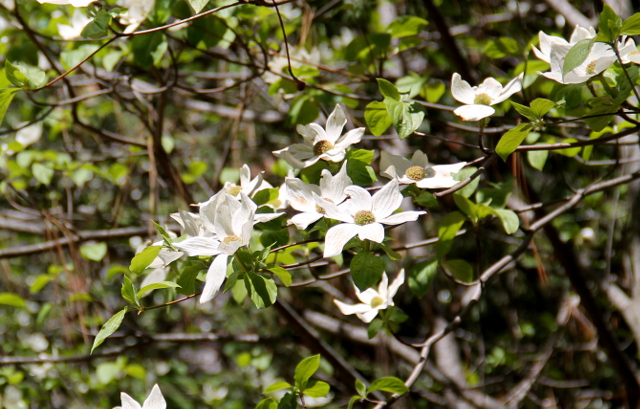 Oregoninkanukka, tätä kutsutaan nimellä dogwood. . 
