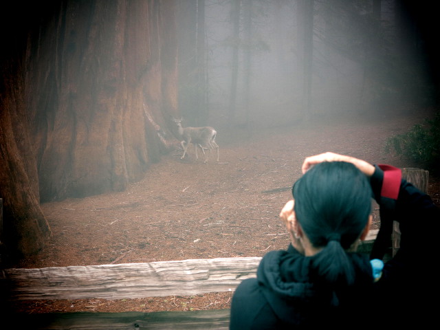 Kameralla tähtääminen on luonnonystävän ainoa tapa tähdätä eläimiä. 