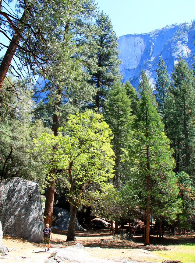 Polku Yosemite Valleyssa, käppäilimme kohti Half Domen juuressa olevaa Mirror Lakea. 