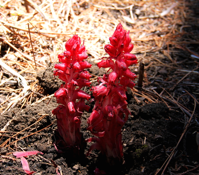 Näitä sarcodekasveja kutsutaan nimellä snow plant, kun ponnistavat heti lumien sulettua. 