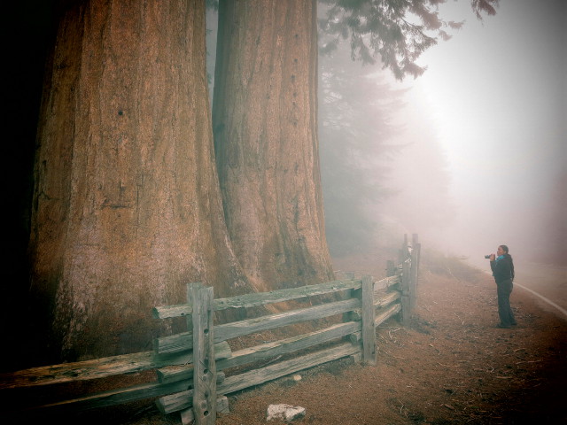 punapuut tien vieressä